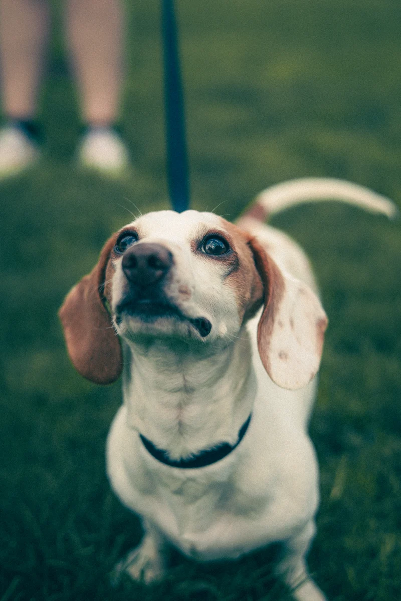 Beagle