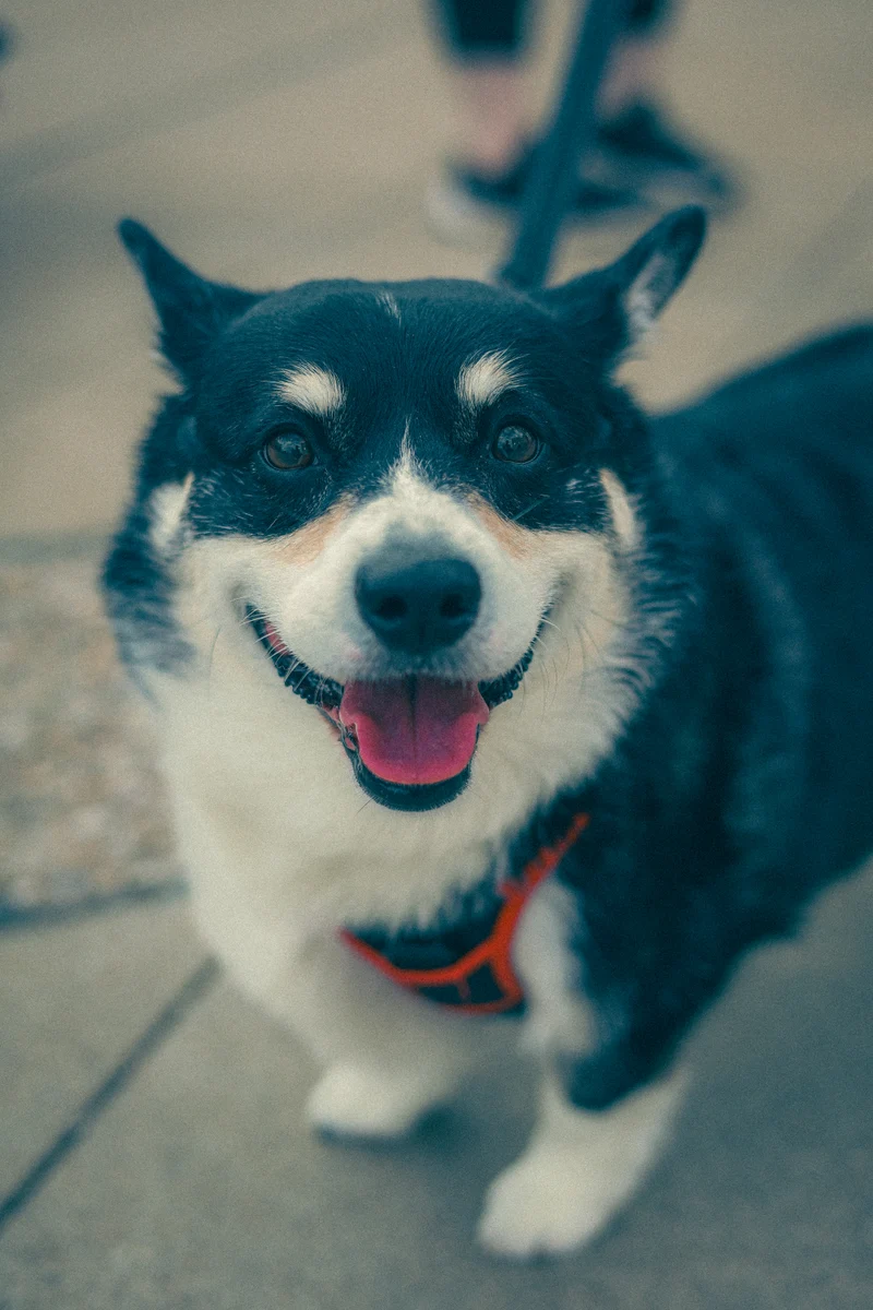 Corgi
